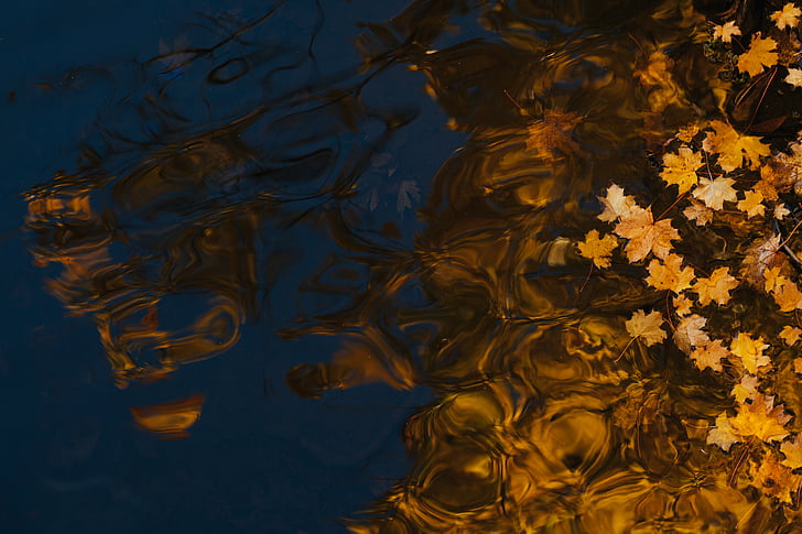 kuning, inangnya, bunga, air, daun, daun maple, penuh frame