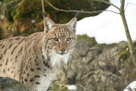 Lynx, Zoo, sauvage, chat, monde animal, fourrure, Wildcat