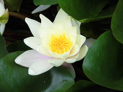 flowers, white water lily, aquatic