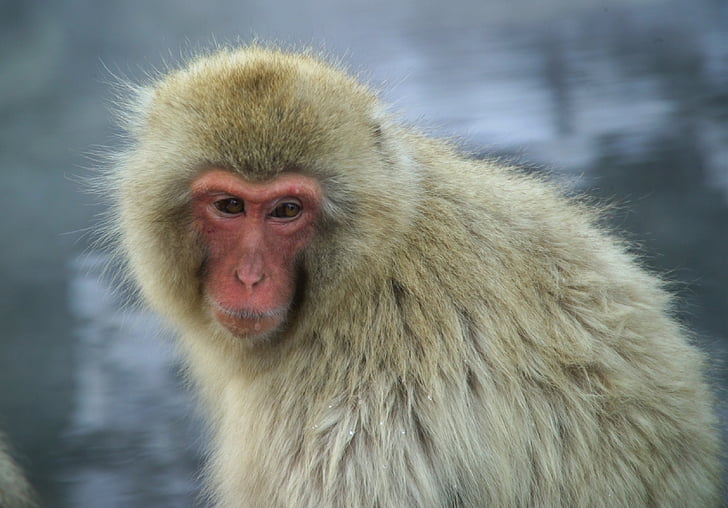 Мавпа, Сніжна мавпа, Природа, приматів, дикої природи, macaca, портрет
