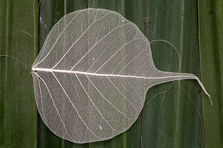 Leaf, makro, Leaf struktur