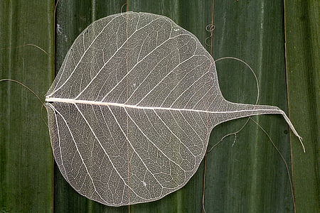 лист, макрос, структура листьев