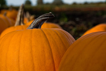 kurpitsa, Syksy, syksyllä, Halloween, kausi, Harvest, kausiluonteinen