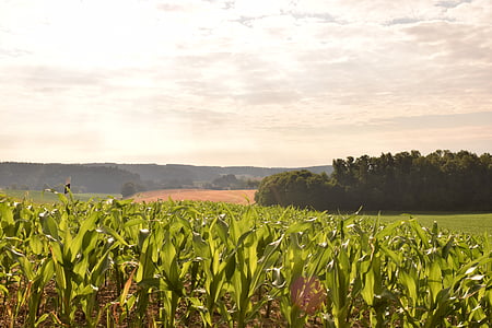 domaine, champ de maïs, Agriculture, nuages, ciel d’été, champs, terres arables