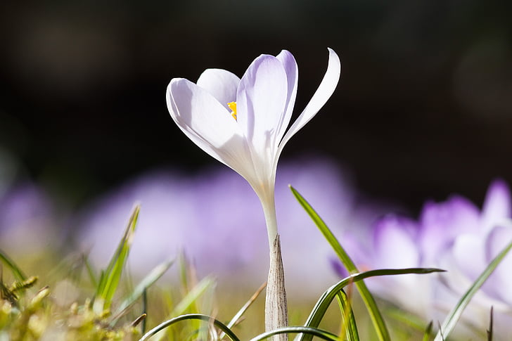 Frühling, Krokus, schwertliliengewaechs, Frühlings-Krokus, Blume, Blüte, Bloom