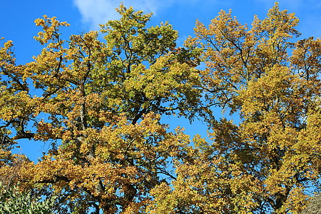 hösten, lämnar, falla lövverk, höstfärg, färgglada, naturen, träd