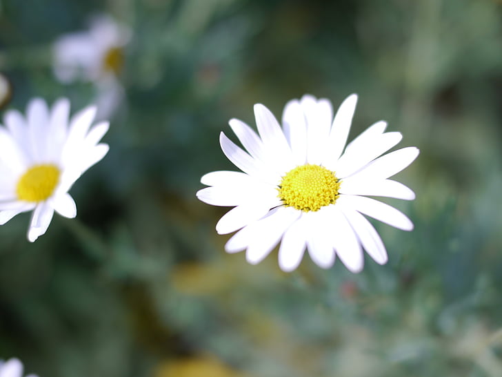 λευκό, άνοιξη, λουλούδια