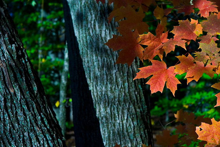 Klevo medis, rudenį, lapai, lapija, spalvinga, miškai, Klevas