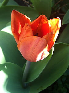 tulip, orange, spring, flower, tulips, nature, flowers
