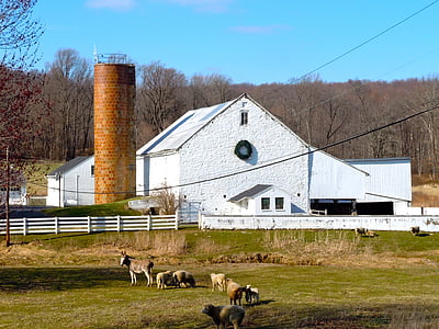 donkey, sheep, farm, pennsylvania, barn, buildings, forest