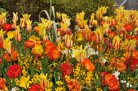 tulipanes, primavera, vibrante