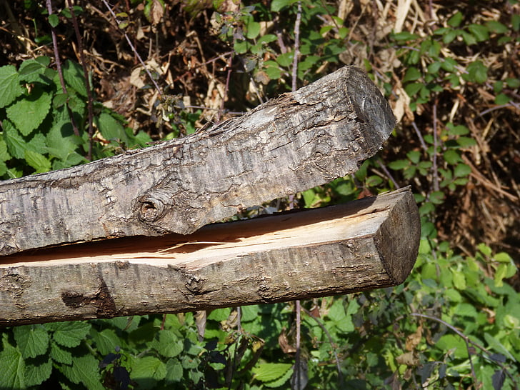 tronco, forma agraciada, abrir la boca, madera - material, naturaleza, árbol, al aire libre