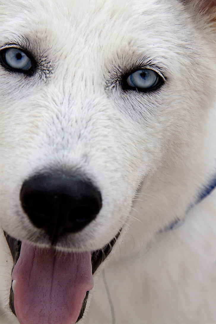 dog, hundeportrait, tongue, white, fur, blue eye, animal