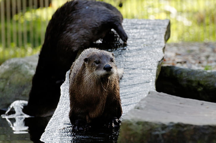 otter, board, water, enclosure, animal, zoo