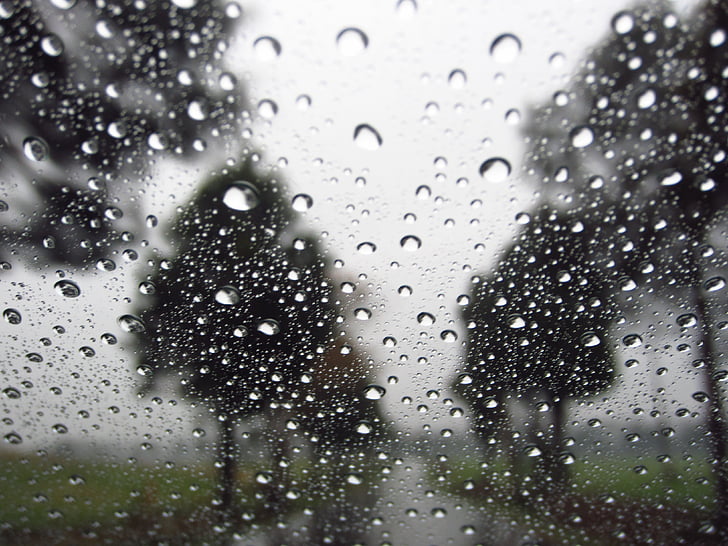 gotes de pluja, arbres, fons, pluja, natura, gota, mullat