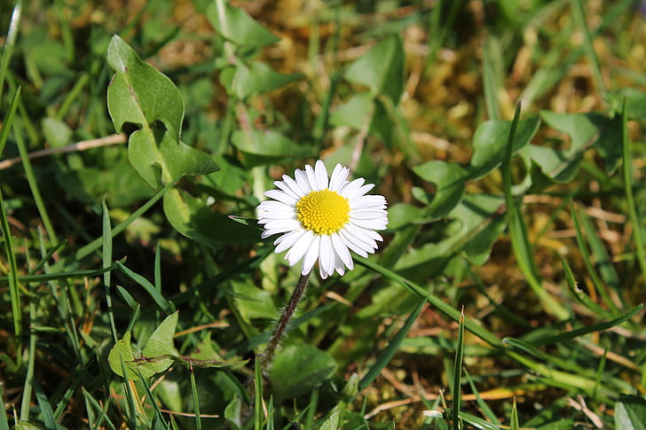 virág, Daisy, természet, fehér
