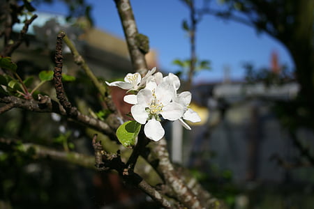 Jablko, květ, strom, větev, jaro, Příroda, květy