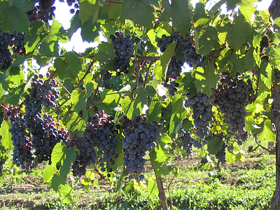 druiven, wijnstok, rood, paars, wijngaard, producent, rijp