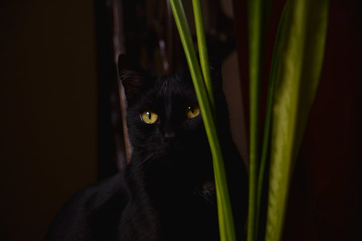 mačka, črna, mucek, črna mačka, živali, laske, Cat's oči
