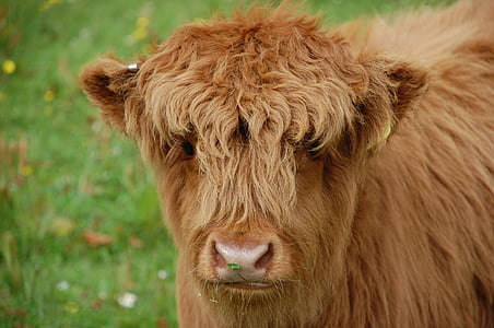 Cow, kalven, Highland, Skottland, Baby, nötkreatur, inhemska