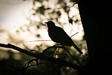 bird, branch, morning, nature, new zealand, silhouette, tree