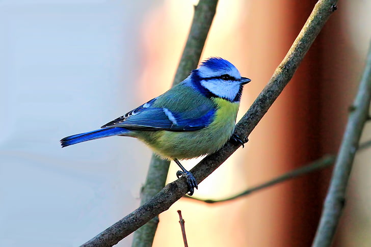 sinitihane, tihane, lind, Väike lind, Songbird, sulestiku, loodus