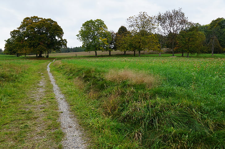 meadow, field, tree, landscape, green, away, walk