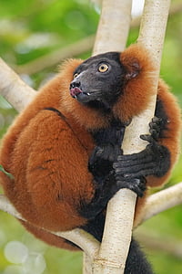 zvieratá, primát, lemur, Dažďový prales, vari červený, zviera, voľne žijúcich živočíchov