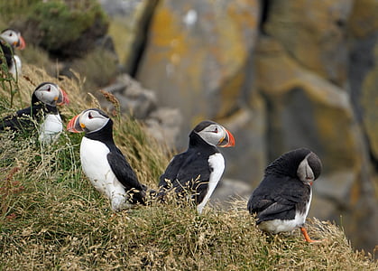 Puffin, con chim, seevogel, Iceland, bờ biển, Buồn cười, vách đá