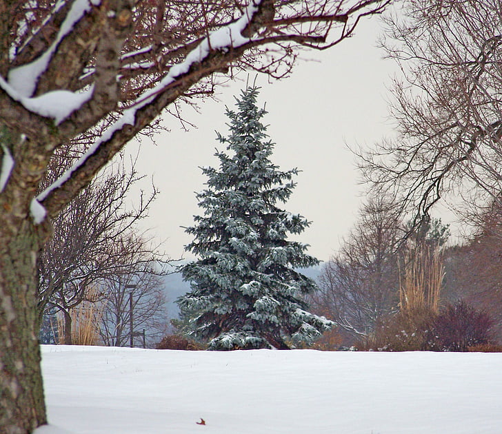 Evergreen, albero, Natale, Xmas, inverno, neve, cespugli