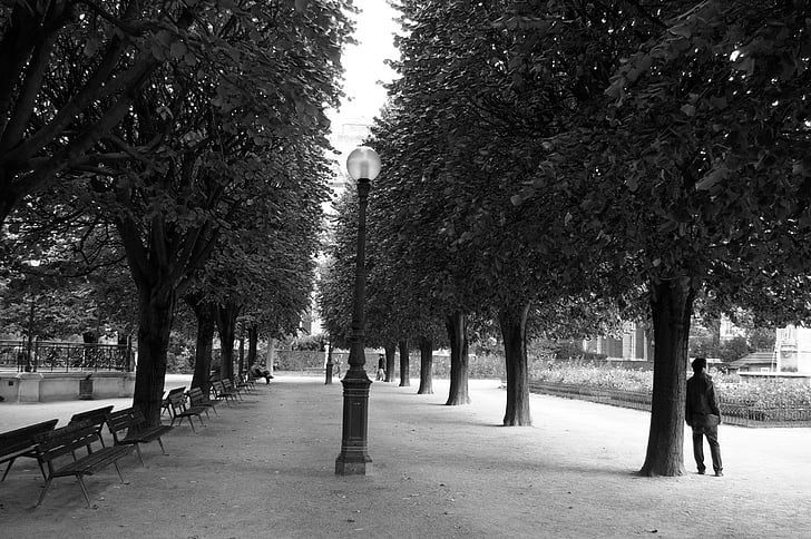 místo, Paříž, hlavní město, Lavička, zahrada, černá a bílá, strom