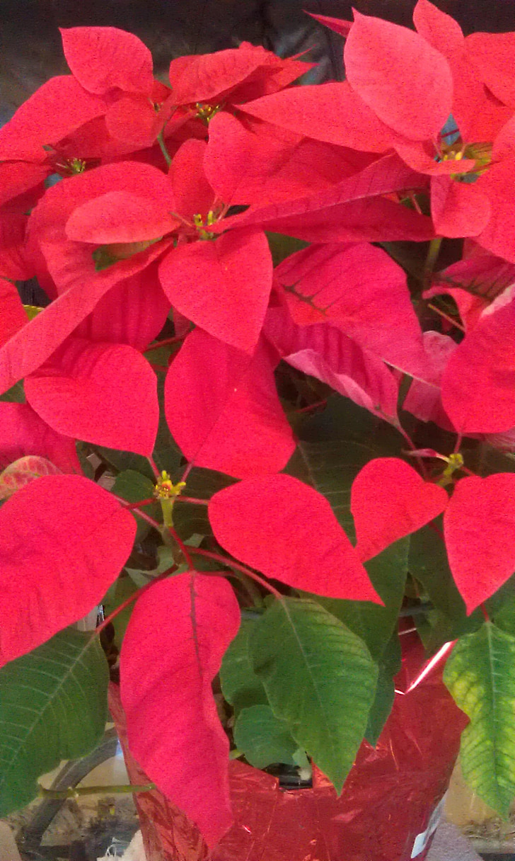 poinsettias, red, christmas, leaf, nature, plant