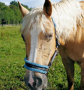 Кінь, кінської голови, pferdeportrait, очі, сідло коні, хутро, ніздрі