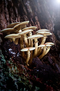 mushrooms, tree, forest, tree fungus, mushrooms on tree, tribe, nature