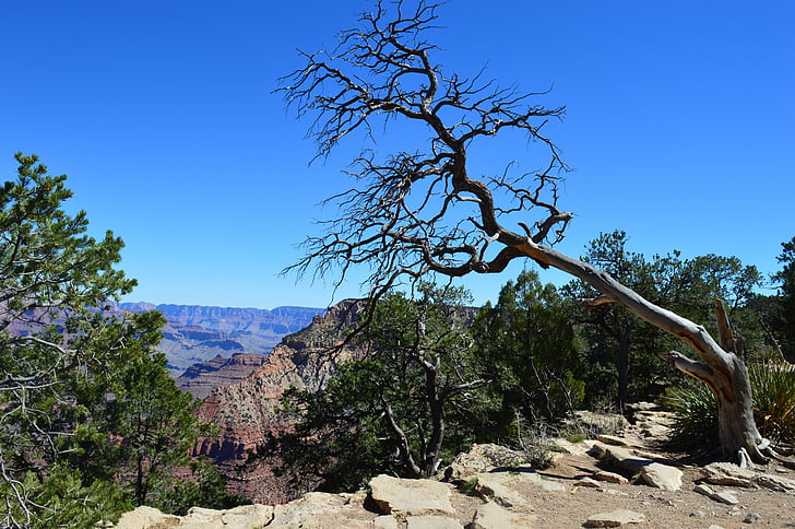 Gran Cañón, desierto, Estados Unidos de América, paisaje, árbol seco, árbol muerto