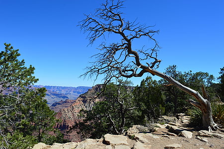 Grand canyon, Pustynia, Stany Zjednoczone Ameryki, krajobraz, wysuszone drzewo, Zmarłe drzewo