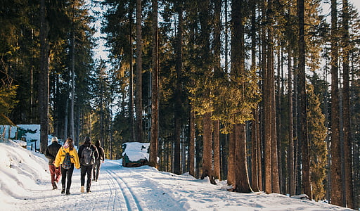 森林, 徒步旅行, 冬天, 自然, 森林, 景观, 雪
