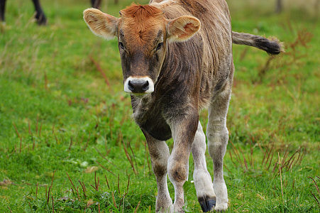 køer, Allgäu, Nuttet, drøvtyggere, malkekvæg, græs, dyr