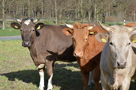 коровы, крупный рогатый скот, крупного рогатого скота Симментальской, Рога