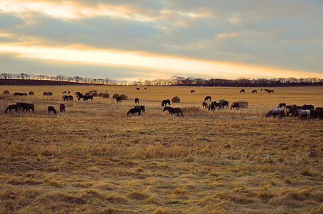 horse, horses, herd animals, rural, village, field, sunset