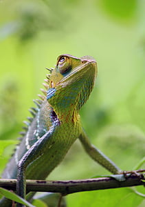 Chameleon, zviera, divoké, voľne žijúcich živočíchov, Príroda, farebné, milý