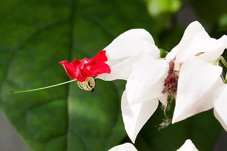 σπειροειδής thomsoniae, λουλούδια, καλλωπιστικό φυτό, πέταλο, κόκκινο, Κύπελλο, λευκό