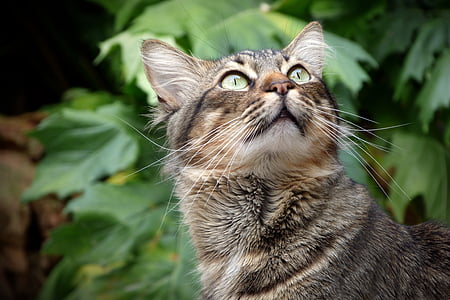 kucing, Lihat, mata, hewan peliharaan, kucing, melihat kucing, cat wajah