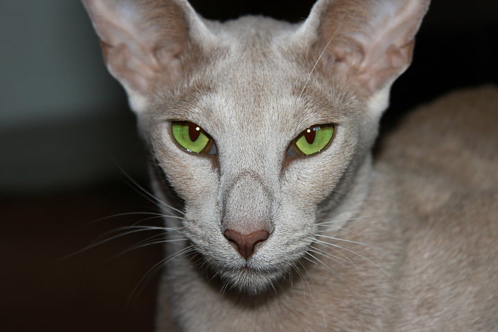 katt, gröna ögon, orientalisk korthår, Cozy, närhet, päls, charmiga