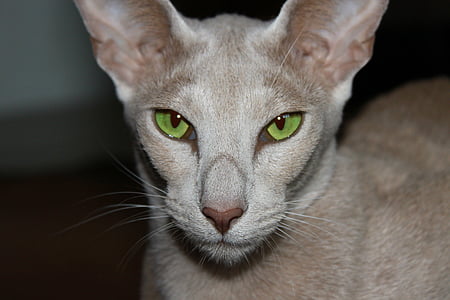 katten, grønne øyne, orientalske Stenografien, koselig, nærhet, pels, sjarmerende