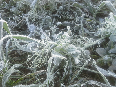 congelati, gelo, cristalli di neve, freddo, hoarfrost, erba, pianta