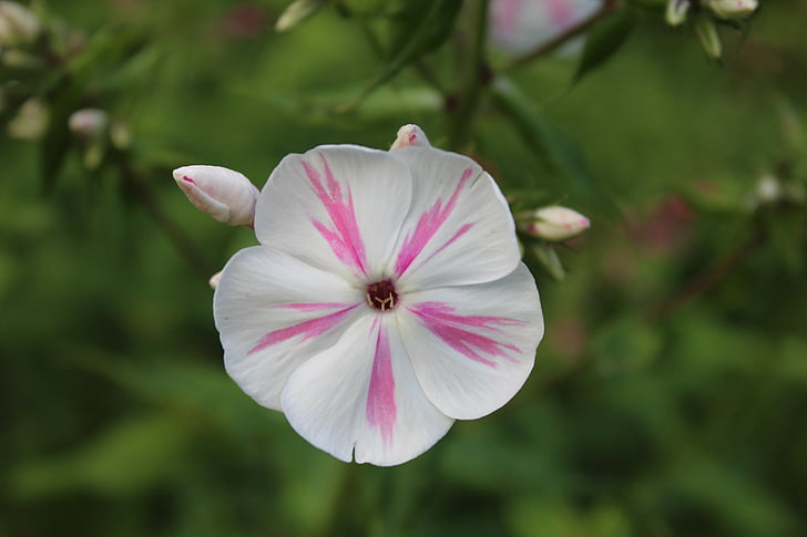 květ, květ, Bloom, bílá, růžová, závod, Příroda