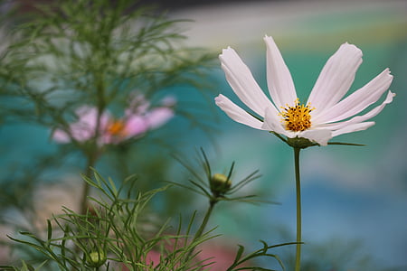 flor, hermosa, concepción artística, planta de universo, pétalos blancos, naturaleza, planta