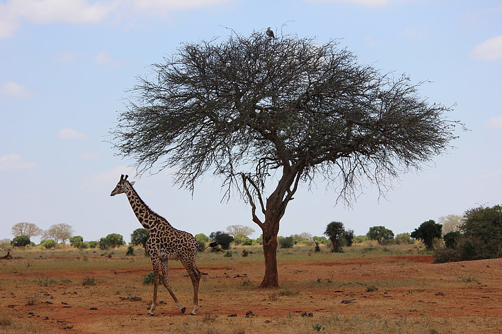 žirafa, Safari, Keňa, Afrika, Safari zvířata, Savannah, volně žijící zvířata