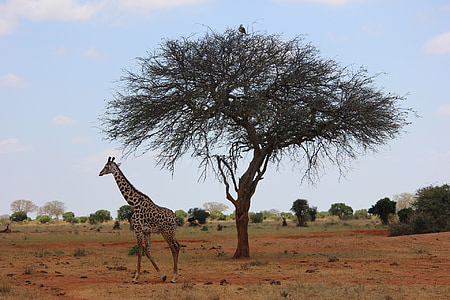 giraffe, safari, kenya, africa, safari Animals, savannah, wildlife